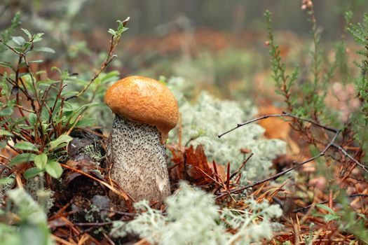 Small orange cap of boletus in moss in autumn forest close up.