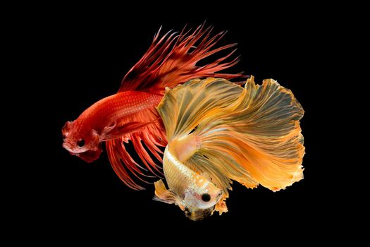 Close up art movement of Betta fish,Siamese fighting fish isolated on black background.Fine art design concept.