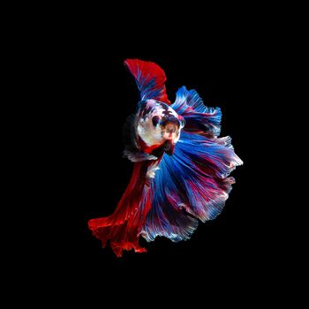 Close up art movement of Betta fish or Siamese fighting fish isolated on black background.Fine art design concept.