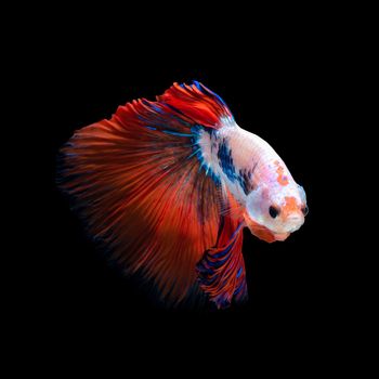 Close up art movement of Betta fish or Siamese fighting fish isolated on black background.Fine art design concept.