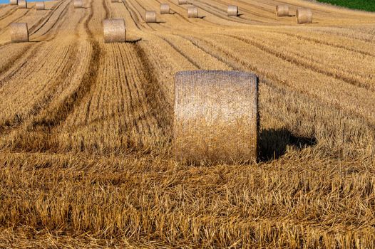 A wheat field after harvest with lots of straw bales in the sunshine.