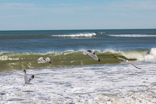 Seagulls flying along the beach in Nags Head, North Carolina.