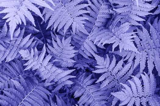 Fern leaves close-up as background. Color of year 2022, very peri. Horizontal orientation, selective focus, soft focus, top view.
