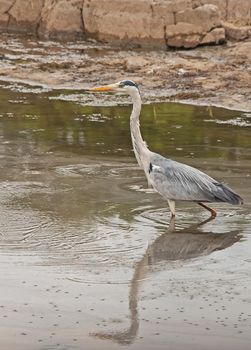 The Grey Heron (Ardea cinerea) is a predatory bird found in wetland areas hunting in shallow water.