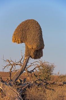 This haystack like nest house a large number of sparrow sized birds and may be used by many generations of birds.
