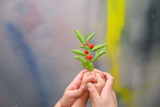 growth concept with small plant in hand