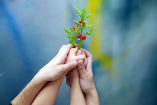 growth concept with small plant in hand