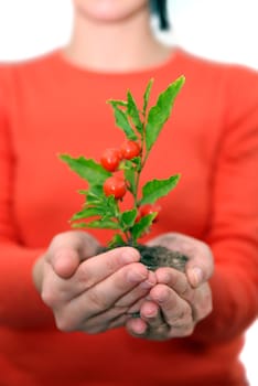 growth concept with small plant in hand