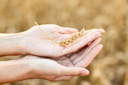 Two woman hands with ear of wheat