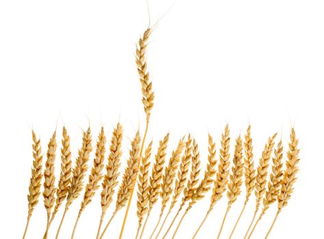 Number of ears of wheat, one of which rose above all.