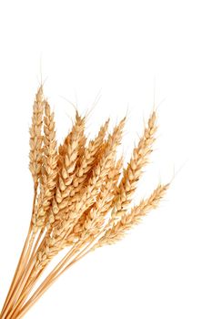 Stalks of wheat ears isolated on white background