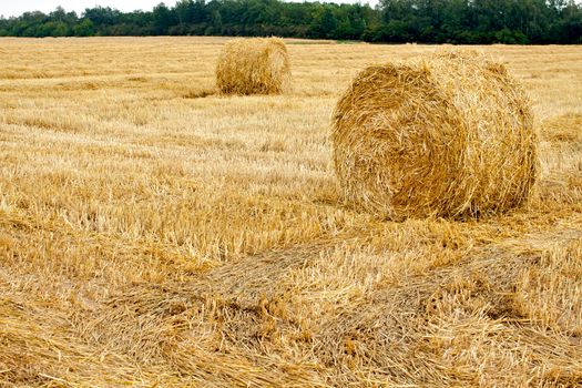 Harvested field with big yellow straw bales