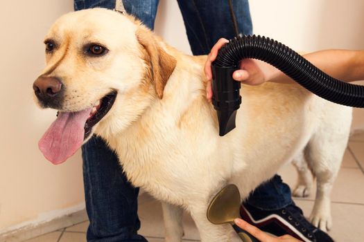 Labrador Retriever dried with a hair dryer in a beauty salon
