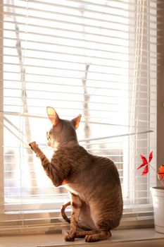 Cat and plant wait for his master to get home. He is still looking out the window, even at evening.