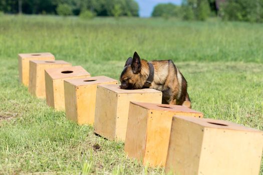 A Belgian Sheepdog sniffs a row of containers in search of one with a hidden object. The dog sits down and freezes to tell the owner that it has found the object. Training to train service dogs for the police, customs or border service.