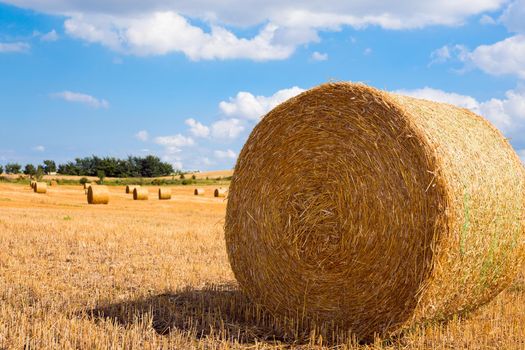 Harvested field with big yellow straw bales