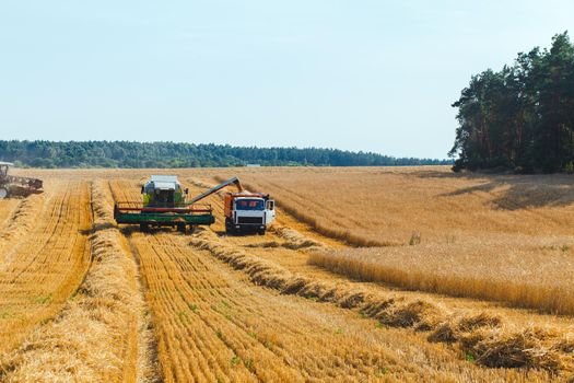 combine harvester working on a wheat field