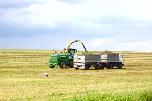 Truck taking the grain from the harvester