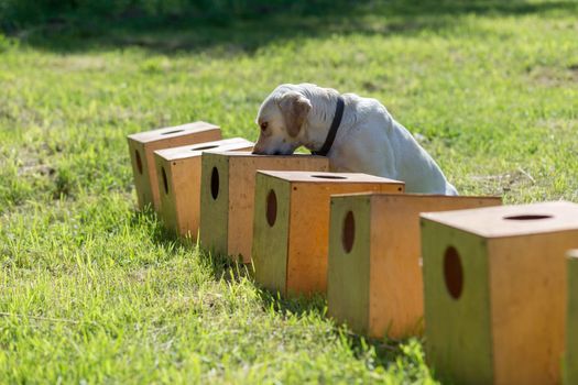 White Labrador Retriever sniffs a row of containers in search of one with a hidden object. The dog sits down and freezes to tell the owner that it has found the object. Training to train service dogs for the police, customs or border service.