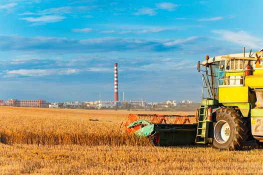 GRODNO, BELARUS - AUG 02: Combine harvester KLAAS working on a wheat field near the living buildings on August 02, 2016 in Grodno, Belarus