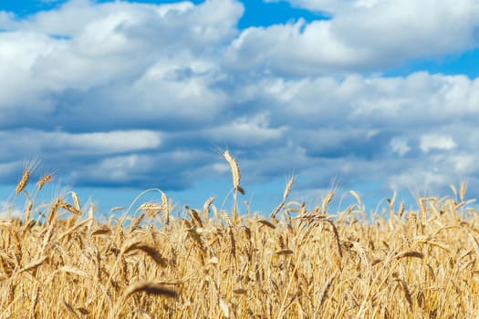 Close up of ripe wheat ears against beautiful sky with clouds. Selective focus.