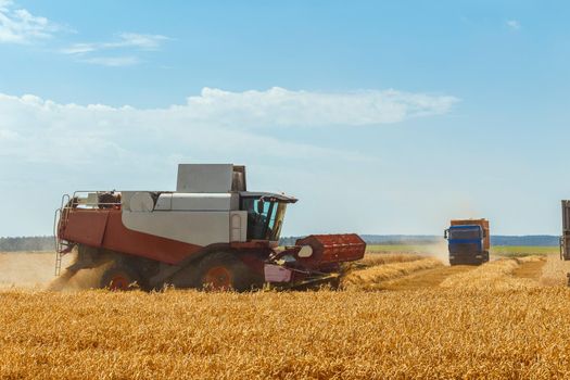 The combine harvests ripe wheat in the grain field. A truck is waiting nearby to load grain. Agricultural work in summer.