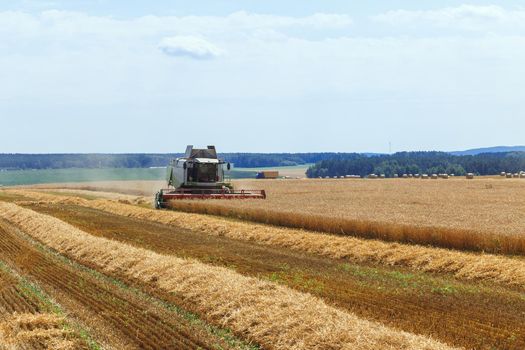 The combine harvests ripe wheat in the grain field. Agricultural work in summer.