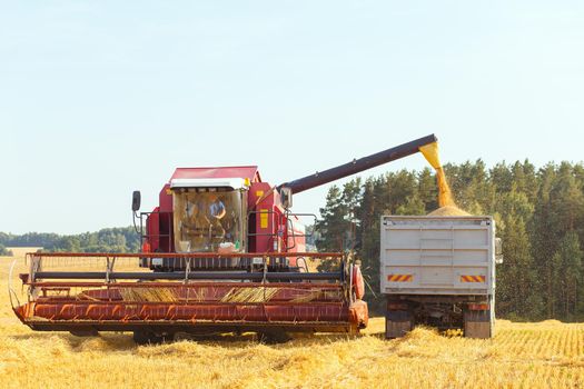 The harvester is bulk harvested grain into the truck