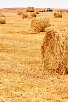 Harvested field with yellow straw bales an tractor