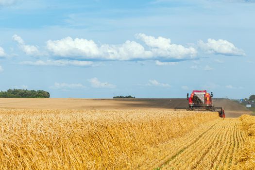 Combine harvester harvesting ripe wheat on sunny summer day.