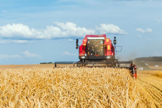 close-up ears of wheat at field and harvesting machine on background. Combine out of focus