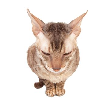 Modest cat sits turn tail isolated on white background