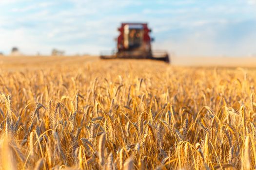 Combine harvester working on a wheat field. Front view.