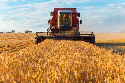 GRODNO, BELARUS - AUG 02: Combine harvester working on a wheat field near the living buildings on August 02, 2016 in Grodno, Belarus