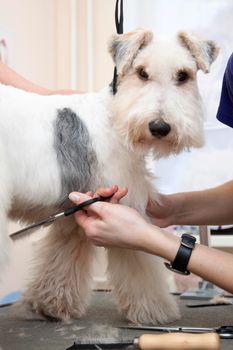 Fox terrier getting his hair cut at the groomer
