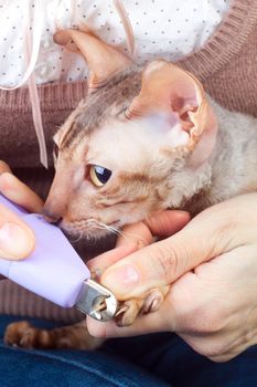 Wrong trimming cat`s nail with special tool