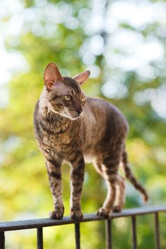 Cornish rex gray cat sitting on railing