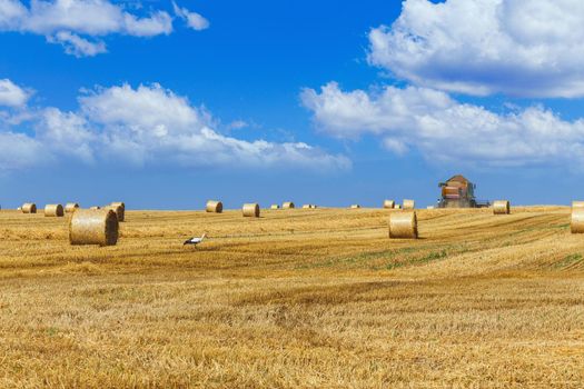 The combine harvests ripe wheat in the grain field. Agricultural work in summer.