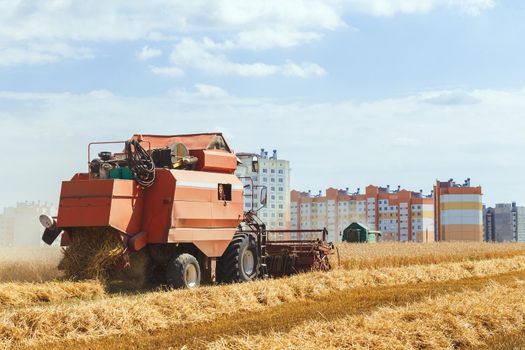 The combine harvests ripe wheat in the grain field near a residential area . Agricultural work in summer. Header close up.