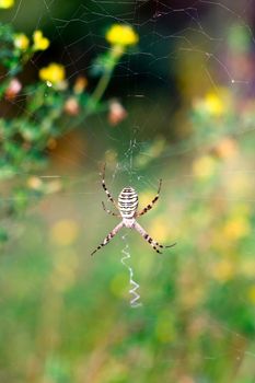 Spider on the web over green background