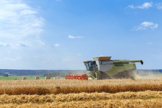 The combine harvests ripe wheat in the grain field. Agricultural work in summer.