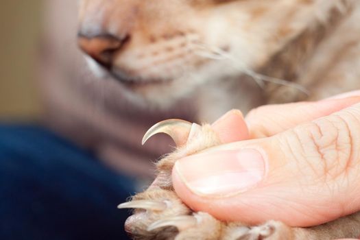 Men helps to show cat claw before clipping them