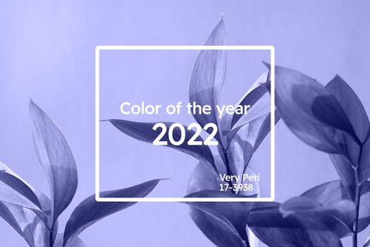 Color of the year 2022. Ruscus flower on soft violet blue background. An ideal backplate for natural and organic products presentation. Leaves in monochrome backdrop. Front view