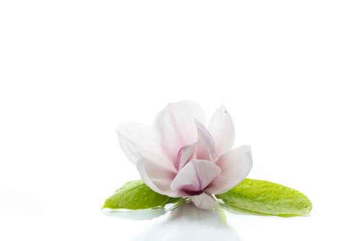 one pink flower on a branch of blooming magnolia close up isolated on white background