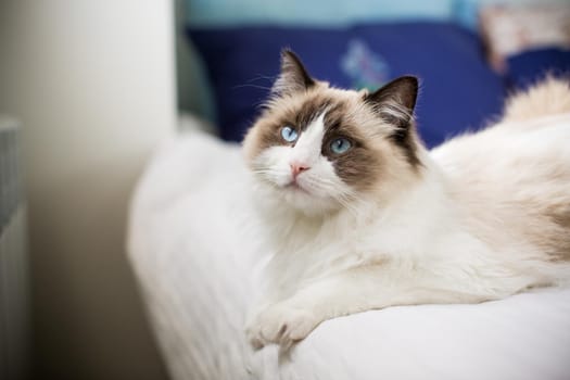 Young healthy beautiful purebred Ragdoll cat, on the bed