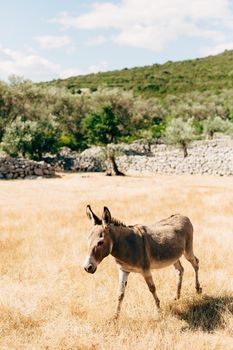 Gray donkey walks dry grass in a green park. High quality photo