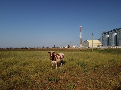 Grain elevator. Metal grain elevator in agricultural zone. Agriculture storage for harvest. Grain elevators on green nature background. Exterior of agricultural factory