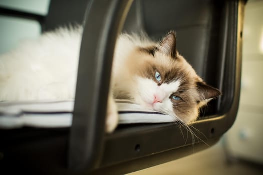 Young healthy beautiful purebred Ragdoll cat, on the bed