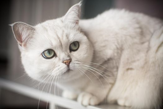 adult cat pedigree Scottish chinchilla straight ears, at home.