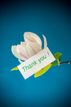 one pink flower on a branch of blooming magnolia close up isolated on blue background